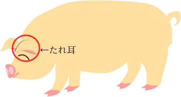 ランドレース種