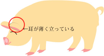 大ヨークシャー種
