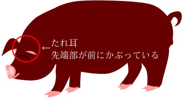 デュロック種
