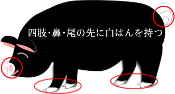 バークシャー種