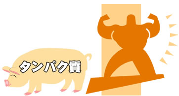 タンパク質
