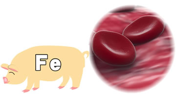 鉄分