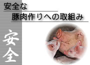 安全な豚肉への取組み